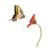 butterfly-and-flower